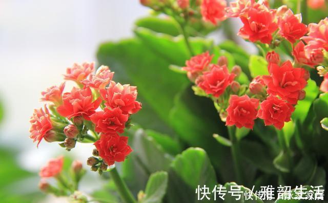 家里养了这“5种”花的，夏天要少浇水，不然一周内必挂