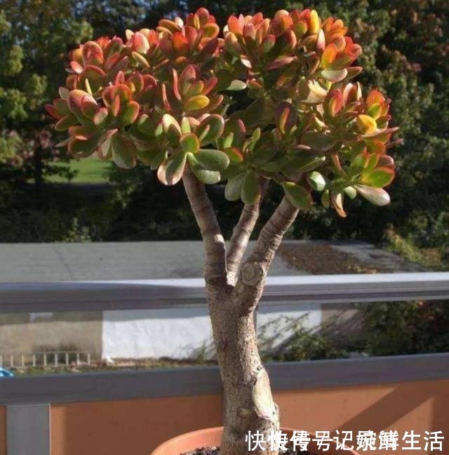 多肉植物|常见的4种多肉植物,也能养成漂亮的盆景,观赏效果更佳!