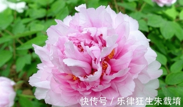 桃花朵朵|9月6号，桃花朵朵，财运飙升，事业爱情双丰收，生活收获幸福