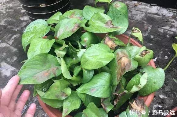 家里花草容易“干尖”4个原因要知道,用3个方法能预防