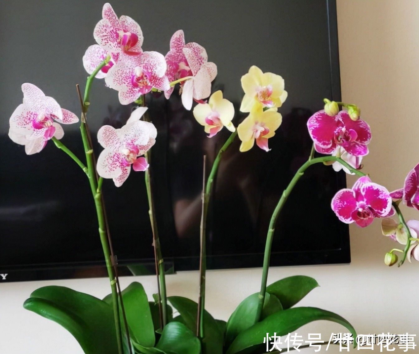 10月入手6种花，好养易活养得久，春节刚好开花，还能省一半钱