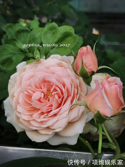 花仙子的阳台,30多种月季如瀑布,路人都停下来观望,太美了