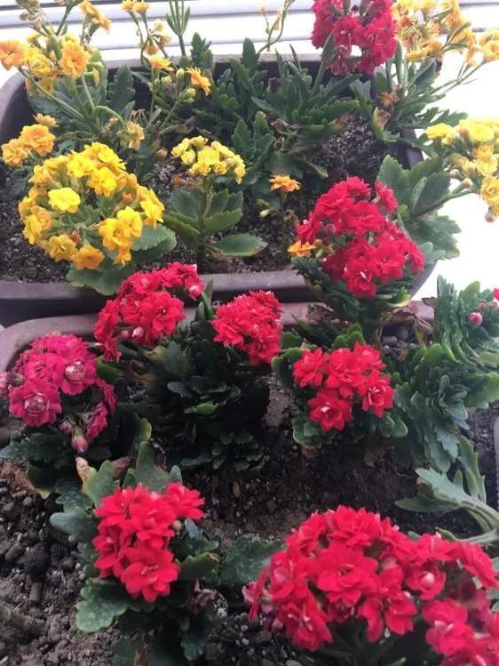 休眠期开花,剪掉才能活,需要一些养护技巧,才能保证安全度夏