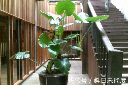 滴水观音|“3种花”不适合卧室养,如果家里有,要搬到阳台里,别忽视!