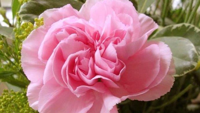 此款花卉便宜又好养,四季繁花似锦,姿色艳丽