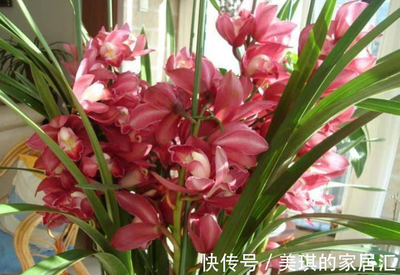 养护|养护兰花没有满足3个条件，浇再多的磷钾肥也白搭，开花又小又少