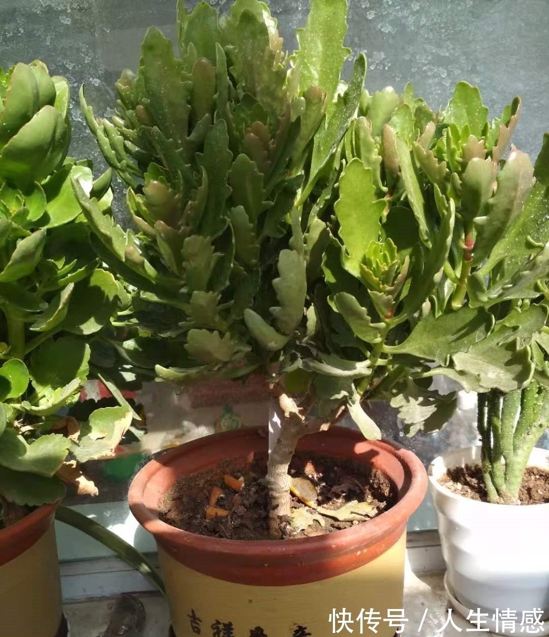 施肥|为什么你的长寿花养不活?看我是如何将长寿花养的粗又壮的!