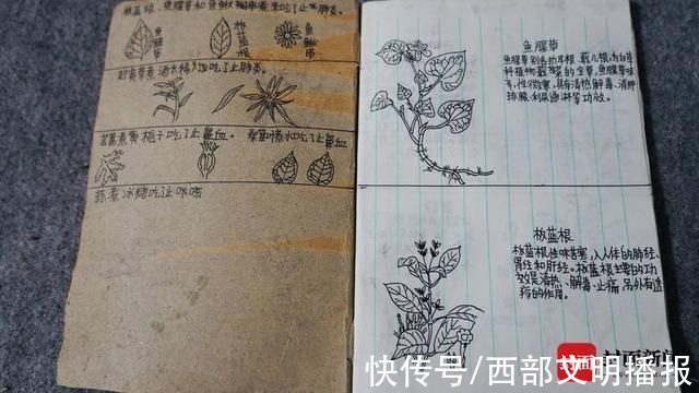 草药&泸州13岁男孩画中草药走红:跟外婆认识草药 小学就展露绘画天赋