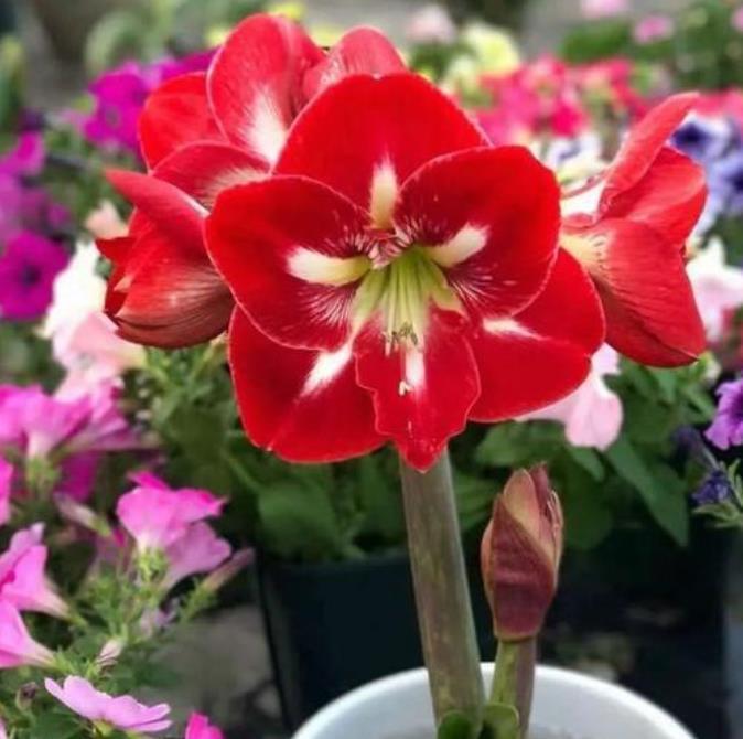 最受欢迎的3种花,开起花来拦不住,花朵鲜艳漂亮,最适合夏天养