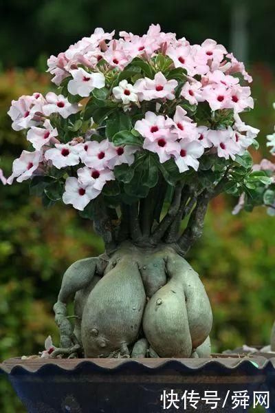 神奇!这个开花树居然可以长成这样震撼世人!真是太美了