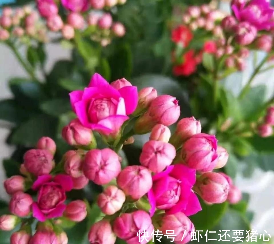 秋天养长寿花，二多做一少做，年底不但有花看，还能爆盆！