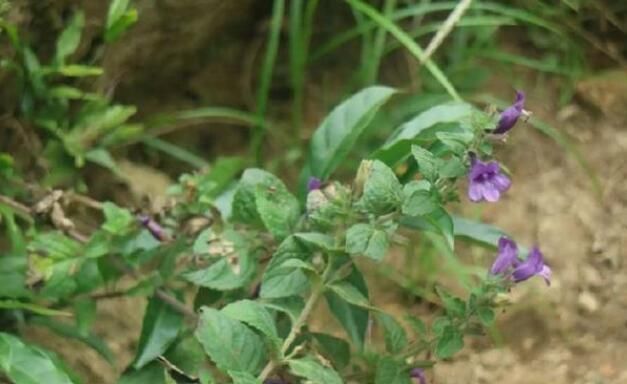 这路边野草“毛麝香”,若你家路旁有,别轻易除掉
