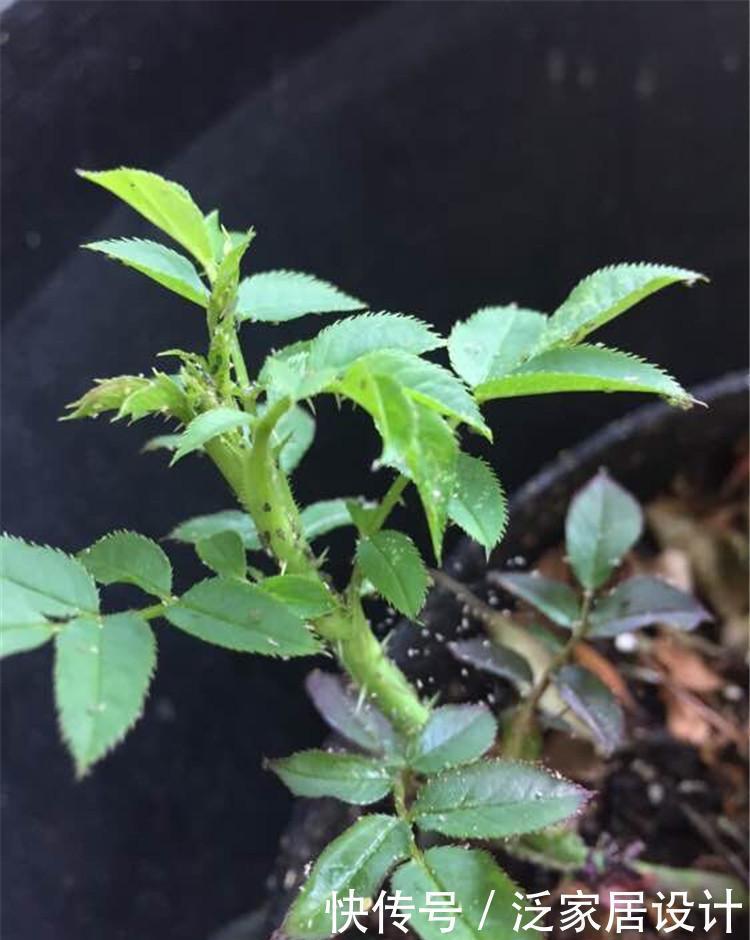 如何避免月季花的病虫害?