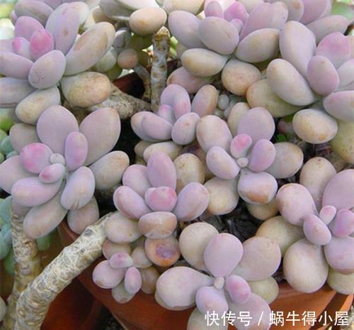 春天养多肉选它,皮实又好养,上色美极了,容易成老桩
