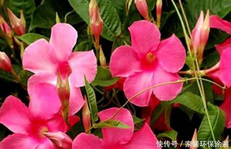 朱槿|3种花养在家里，一整年都有好运气，开花爆盆很漂亮，越养越喜欢