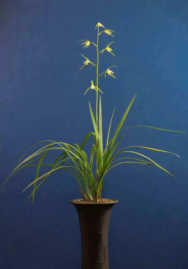 丸姬|日本寒兰欣赏