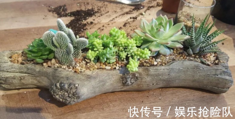 伤口|多肉长花箭该如何处理?除了剪掉,还要这么处理花箭和术后母株