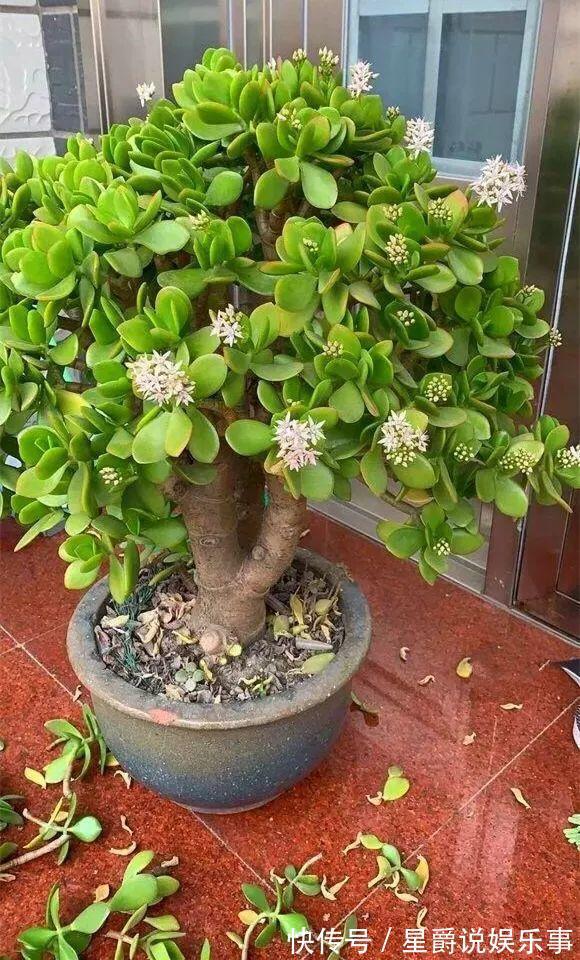 7种大盆栽，冬天正“虚弱”，赶紧断水，多浇一杯水，灌死一大片