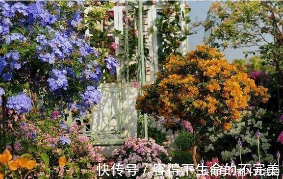 她在院里养了一种花，3年之后美如画，见到的人都说像仙境！