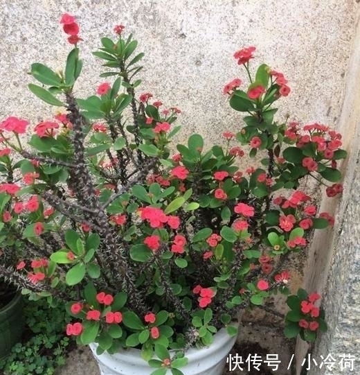 这5种花，不要钱也不能养，全都有毒，养了后悔都来不及