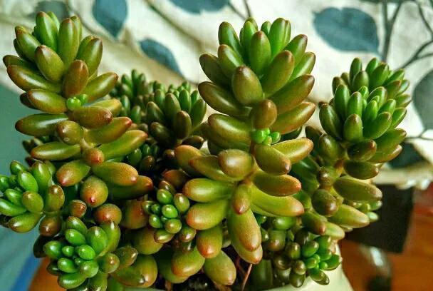 烂根多肉不要扔,处理一下,还能活,照样长出好状态