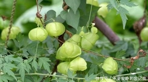 农村这种野草,像元宵节的灯笼,煮水洗澡治水疱