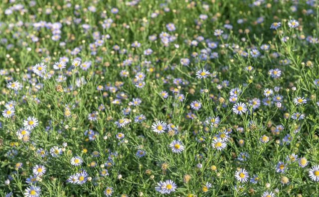 农村|6大不起眼的常见农村野草,却不知能当野菜吃,有很多作用