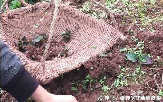 田坎|有种野菜生长在田坎上,挖回家凉拌生吃,比肉还香,吃过没?