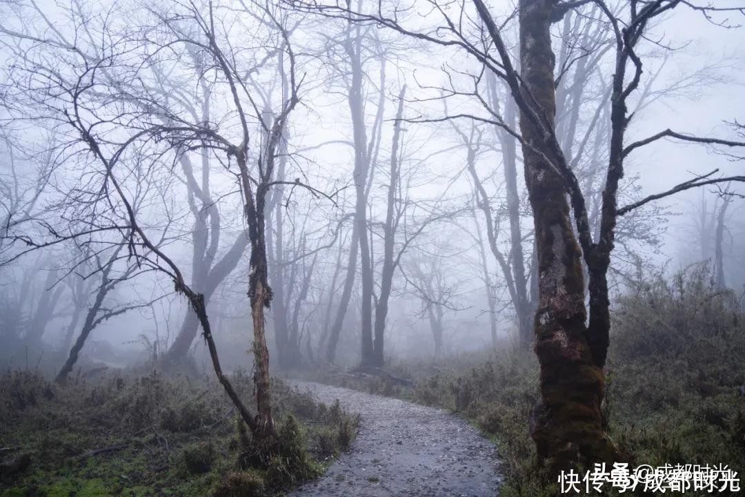 成都出发 五一进入怪森林 试运营免门票