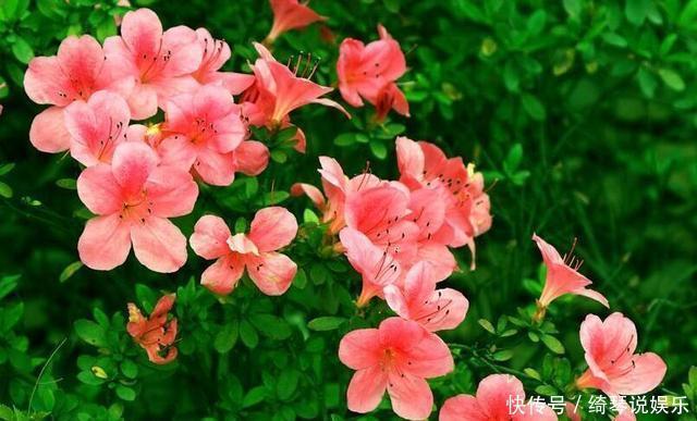 杜鹃花夏天不开花，注意这两点，盆景养得极美