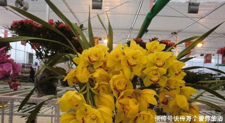 兰花|这三种兰花真该养，花朵造型清雅漂亮，还很容易开满盆！