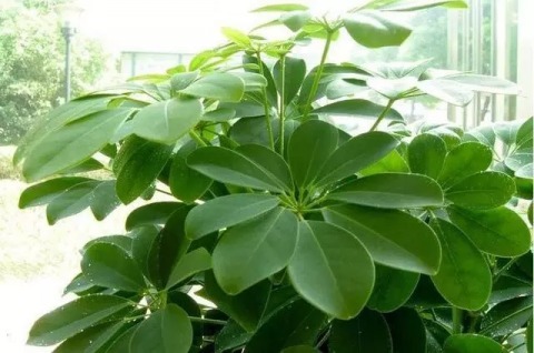 鸭掌木|这4种花,剪个枝插水里,10天就生根,特别好养活!