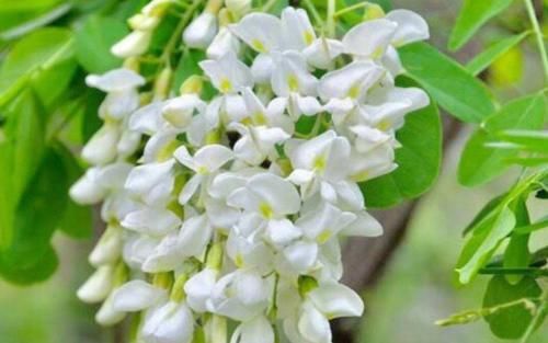 天然“救命菜”找到了,城里人天天喝,防止卵巢细菌感染!