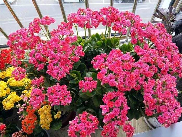  养花|养花5步走，轻松养出精品长寿花老桩，做好2点，不怕开花变少