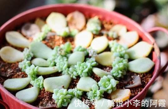 多肉植物|多肉植物新手叶插常问的几个小问题,学一下开始种肉吧
