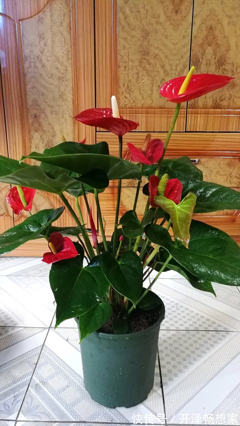 秋天养红掌，老花匠教你3个字，一朵花开3月，叶子油绿翠亮