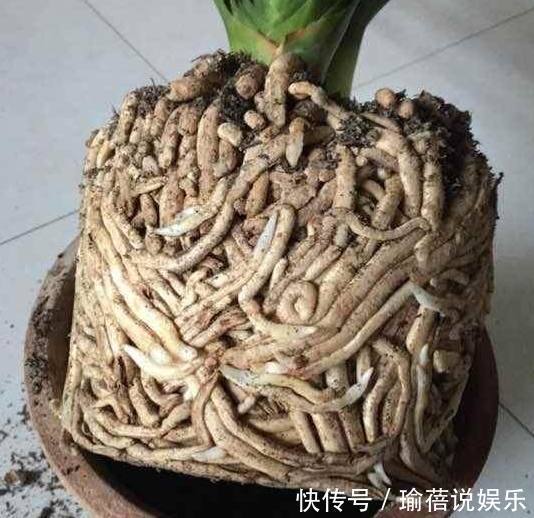 家里来人不小心打翻了父亲养了十几年的君子兰,家里人顿时傻眼了