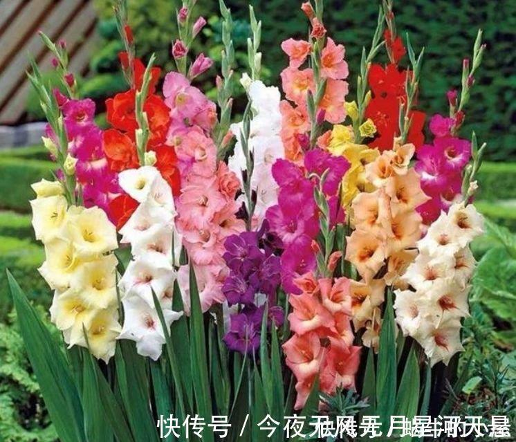 窒息|4种花深受花友的喜欢,开花爆盆很简单,绚丽多彩,美到让人窒息