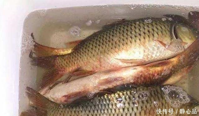 玉米粉|伏天一热,我就只想用这鲤鱼饵,十用九灵,试过的人都拍案叫绝