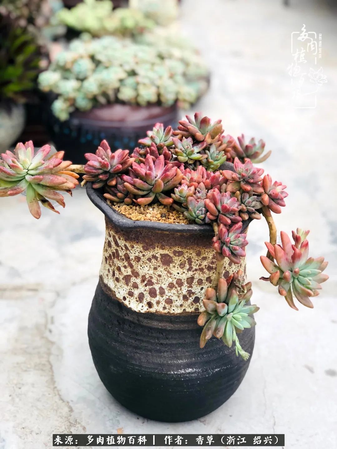 阳台上的一亩三分地，我愿与你一起，与时光媲美！