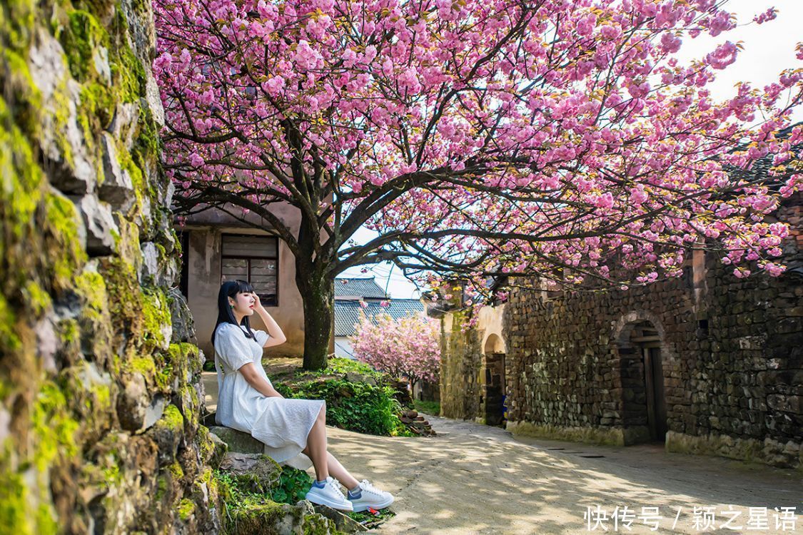 白鹿村、上马村、雅庄村，十里樱花十里尘，经典赏樱路