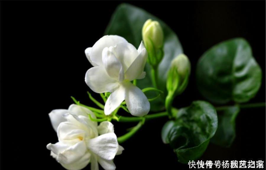根系|冬天养茉莉花，做好“3个狠”，枝干健康根系壮，到了春天开爆盆