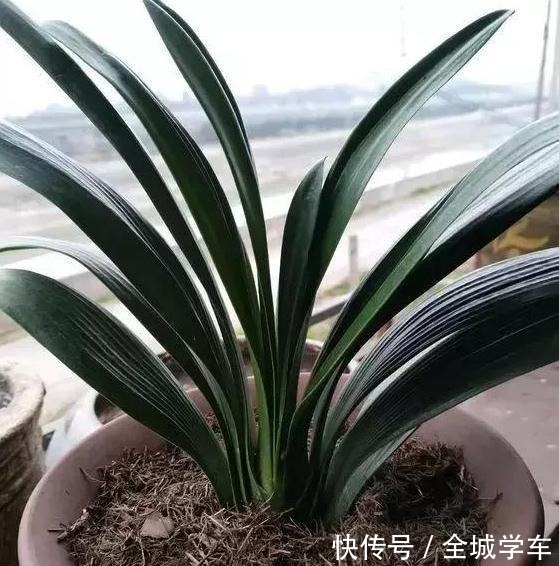 阳台上养花,就选这3种,趁着秋天添上几盆,一养就活!