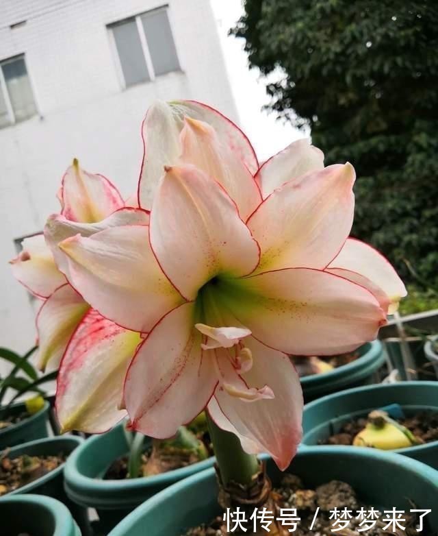 花根壮|养花常备4种水,每月用一次,叶子亮,花根壮!