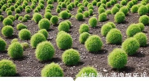 小时候常见却叫不出名字的植物,太全了