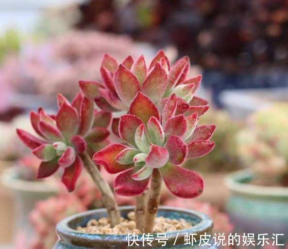 邻居养了盆红彤彤的多肉,自带绒毛可爱十足,相信你会喜欢的