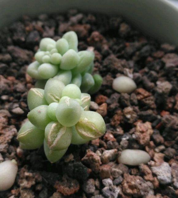 想养一盆“新玉缀多肉”，就学正确繁殖方法，轻松生根，养成功
