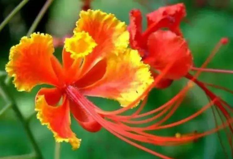 凤羽|4种花美的出奇,绚丽多彩,漂亮又好养,四季开花不断