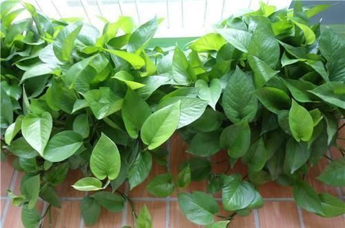 水溶液|黄豆肥、淘米水太臭,用过期药片养花,无异味、肥效充足