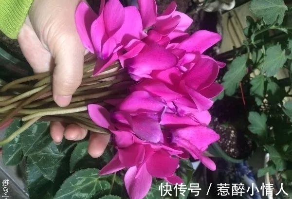 冬天修剪分“轻重”,有的花剪狠了,再也不开花